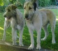 1 juni 005.jpg