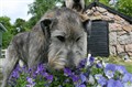 blomhund 014.JPG