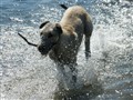 cheva 038.JPG