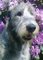 juni blomma 014.jpg