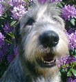 juni blomma 015.jpg