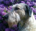 juni blomma 023.jpg