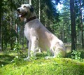 skog augsusti 003.jpg